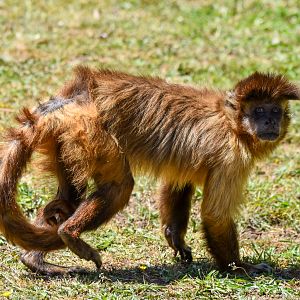 Black-capped Capuchin