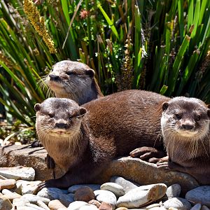 Asian Small-clawed Otters