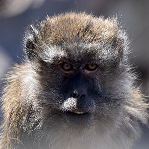 Long-tailed Macaque
