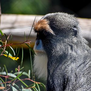 De Brazza's Monkey