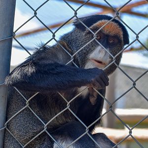 De Brazza's Monkey