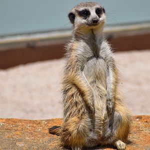 Meerkat