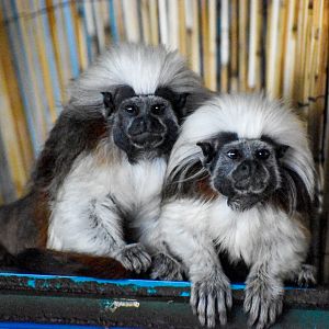Cottontop Tamarins