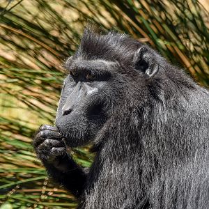 Sulawesi Crested Macaque