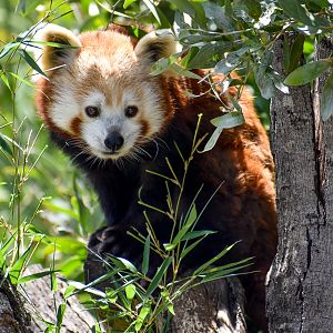 Red Panda