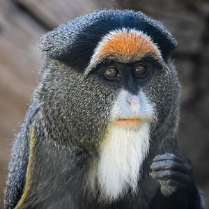 De Brazza's Monkey