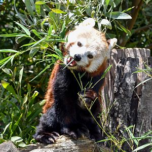 Red Panda