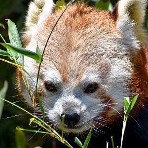Red Panda