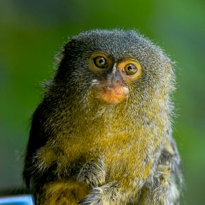 Pygmy Marmoset