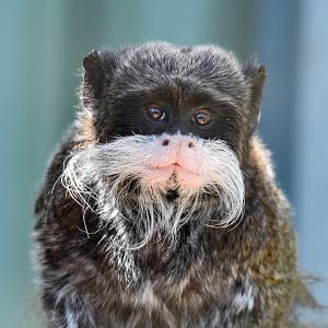 Emperor Tamarin