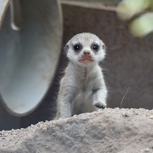 Meerkat pup