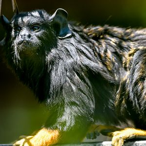 Red-handed Tamarin