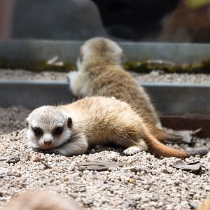 Meerkat pups