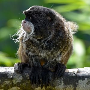Emperor Tamarin