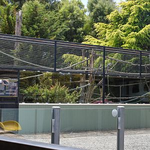 Red-handed Tamarin enclosure