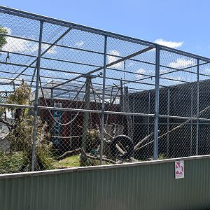Sulawesi Crested Macaque enclosure