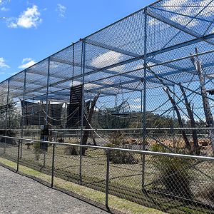 Javan Gibbon enclosure