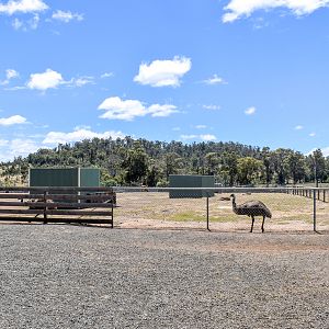 Emu + domestics paddock