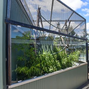 Pygmy Marmoset enclosure