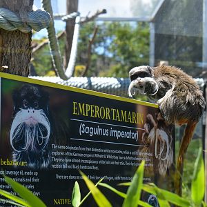 Emperor Tamarin on signage