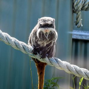 Emperor Tamarin