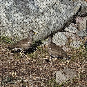 African wattled lapwing