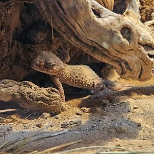 Banded knob-tailed gecko