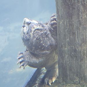 Alligator snapping turtle