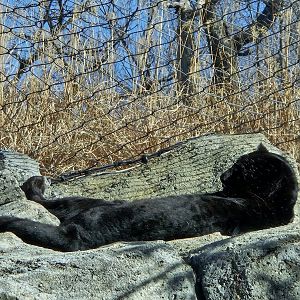 Melanistic African leopard