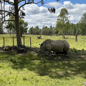 Mother and calf (resting)
