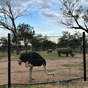 Ostrich and rhinos on the savannah