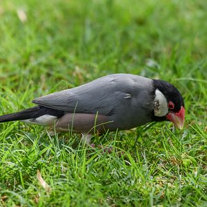 Java Sparrow