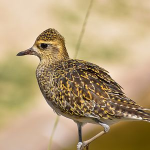 Pacific Golden Plover