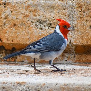 Red-crested Cardinal