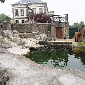 Juvenile African penguin exhibit, 2023-05-15