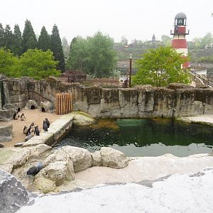 Juvenile African penguin exhibit, 2023-05-15