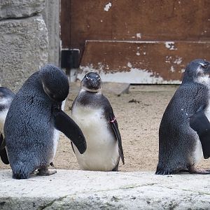 Juvenile African penguins (Spheniscus demersus), 2023-05-15