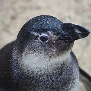 Juvenile African penguin (Spheniscus demersus), 2023-05-15