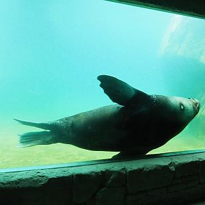 Cape fur seal (Arctocephalus pusillus pusillus) underwater, 2023-05-16