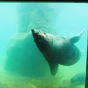 Cape fur seal (Arctocephalus pusillus pusillus) underwater, 2023-05-16