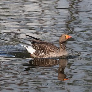 Wild Greylag goose (Anser anser), 2023-05-16