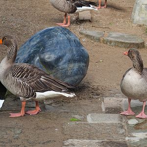 Wild Greylag geese (Anser anser), 2023-05-16