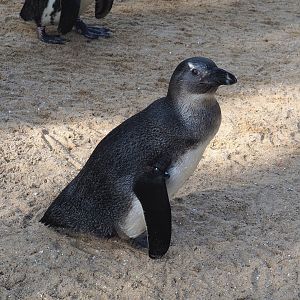 Juvenile African penguin (Spheniscus demersus), 2023-05-16