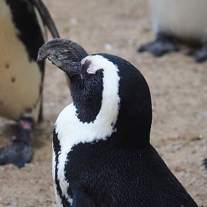 African penguin (Spheniscus demersus), 2023-05-16