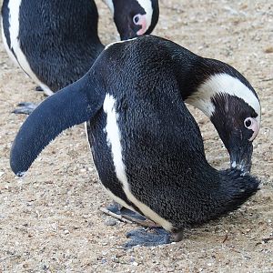 Preening African penguin (Spheniscus demersus), 2023-05-16