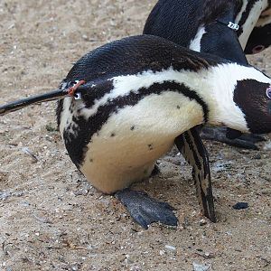 African penguin (Spheniscus demersus), 2023-05-16