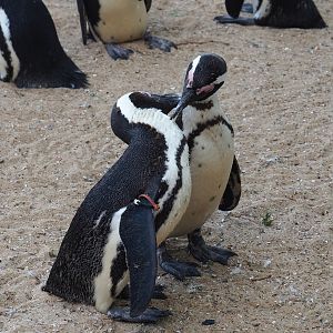 Preening African penguins (Spheniscus demersus), 2023-05-16