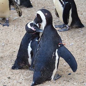 Preening African penguins (Spheniscus demersus), 2023-05-16