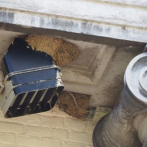 Wild house martin nests on the aquarium building, 2023-05-16