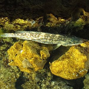 Ballan wrasse (Labrus bergylta), 2023-05-15